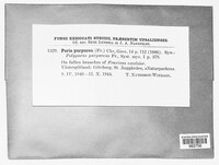 Poria purpurea image